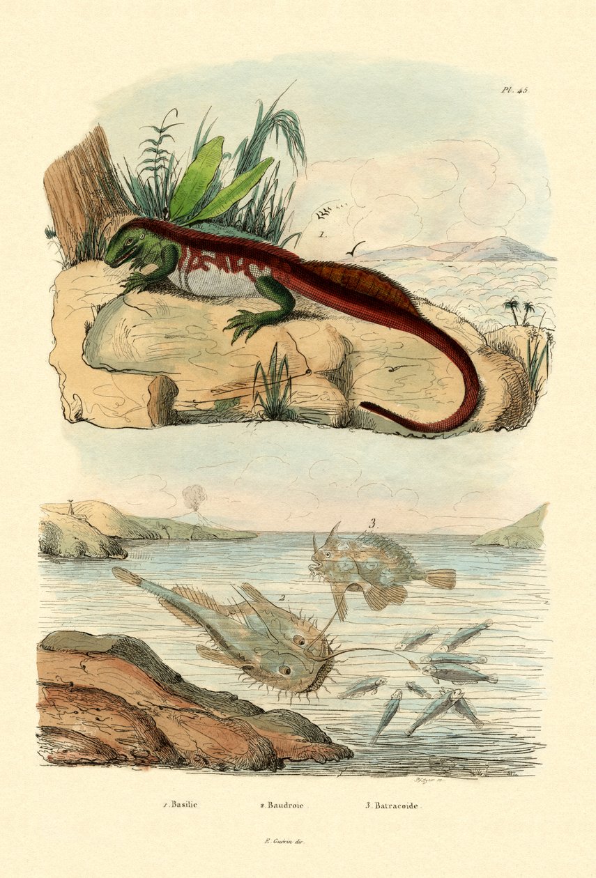 Basilisk von French School