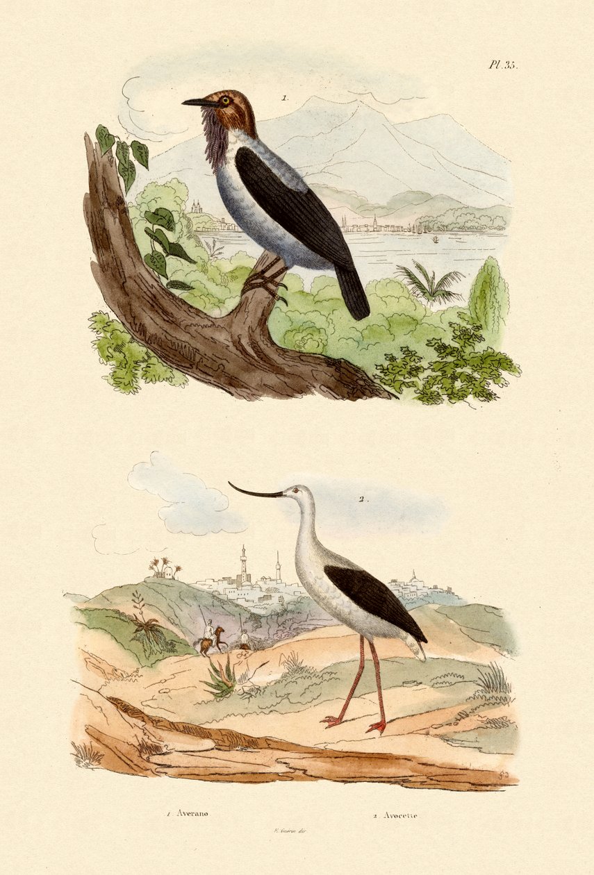 Bärtiger Glockenvogel von French School