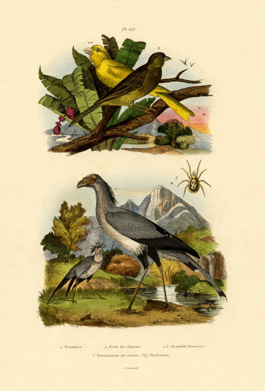 Vogelmilbe von French School