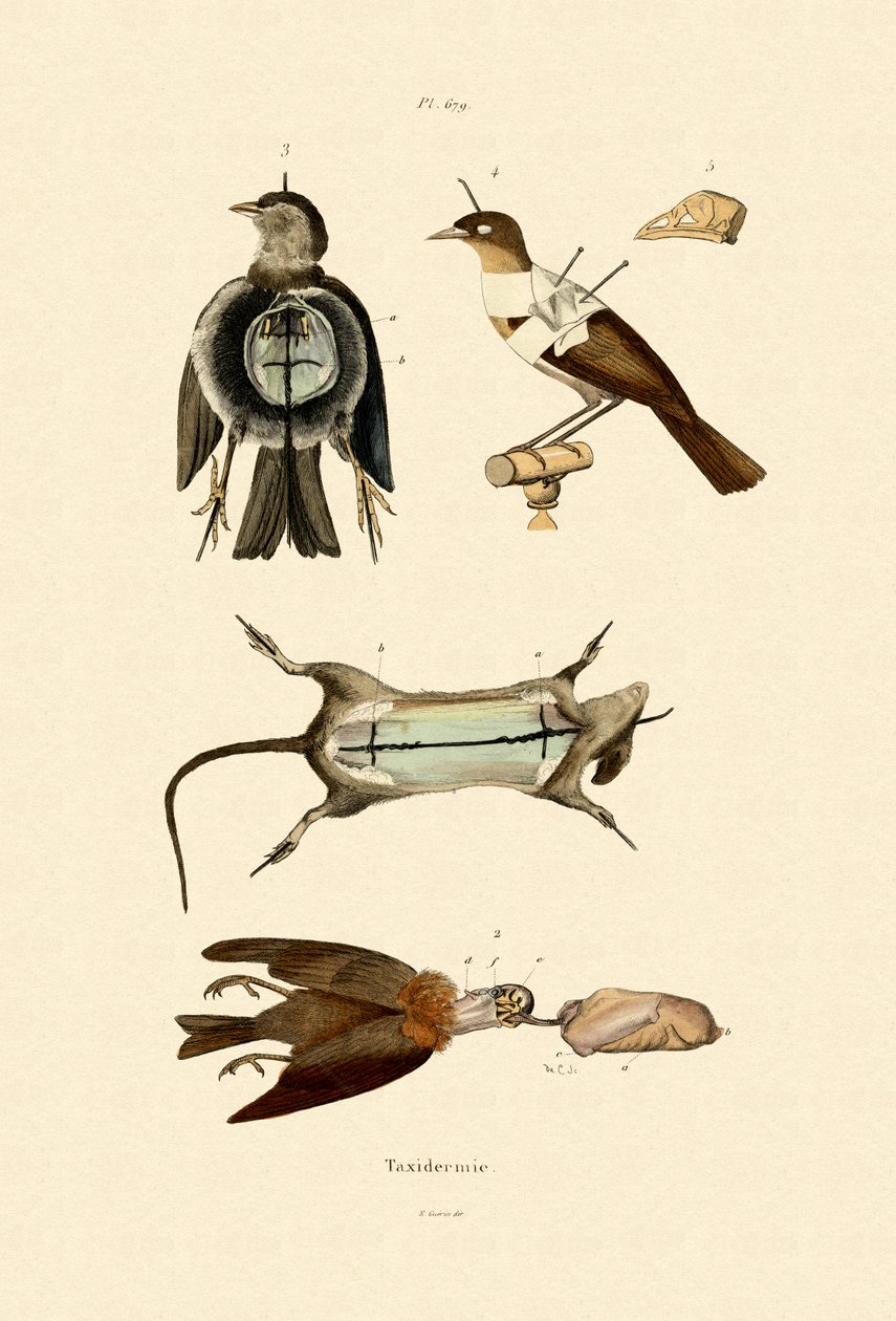 Vögel von French School