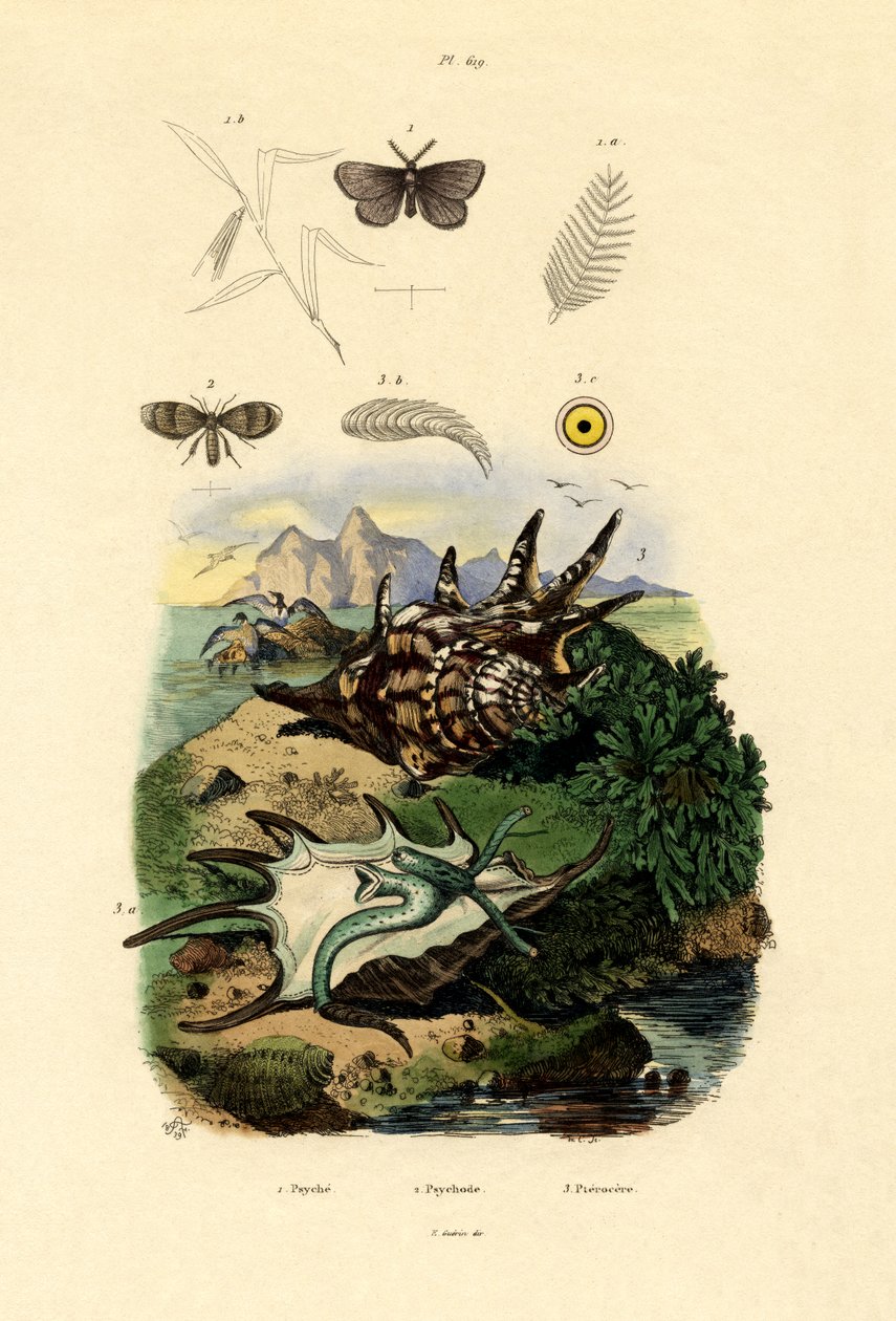 Schwarzgefleckter Weißling von French School