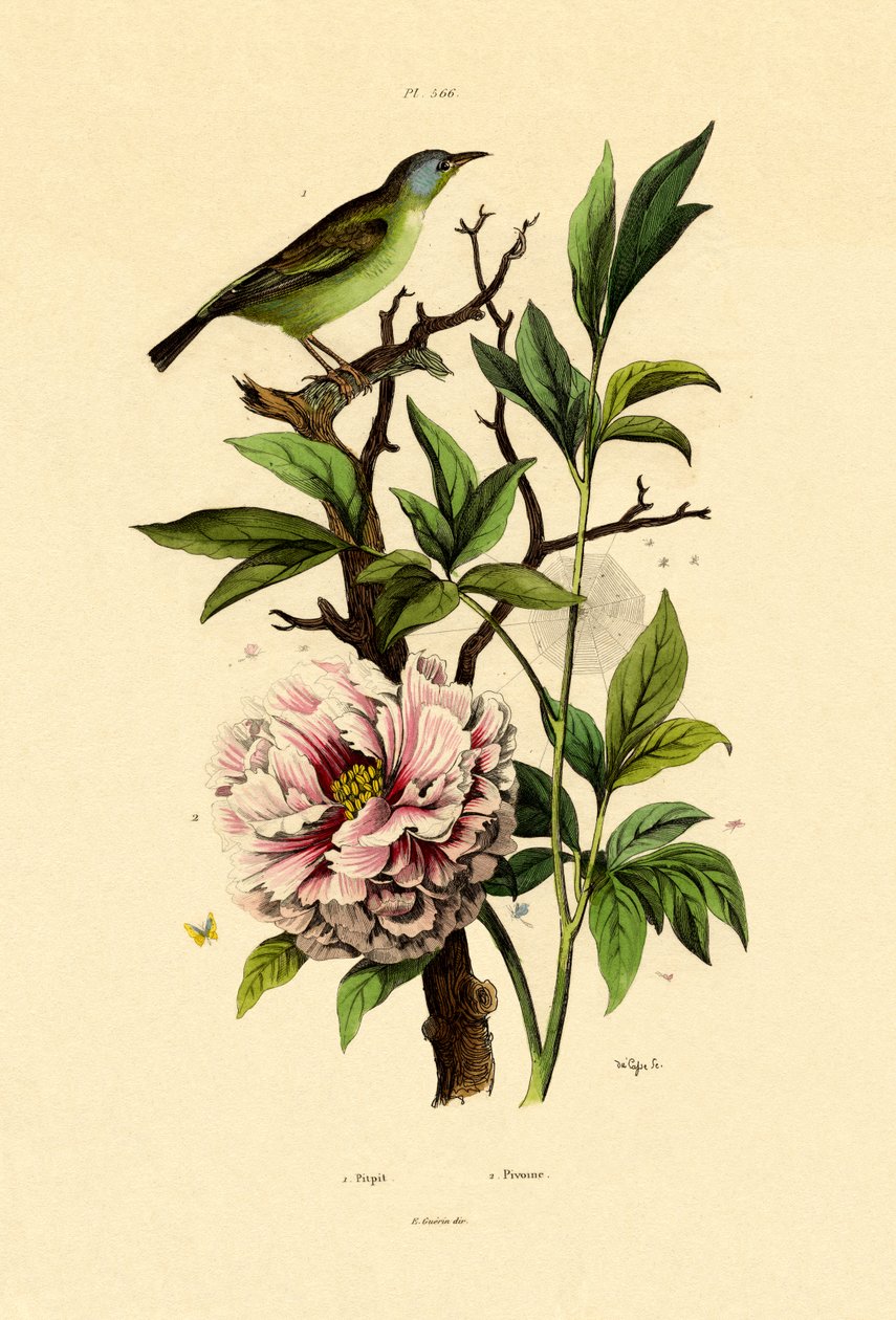 Blauer Dacnis von French School