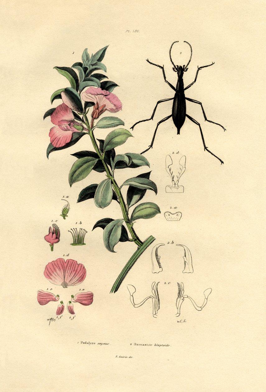 Blaue Wildindigo von French School