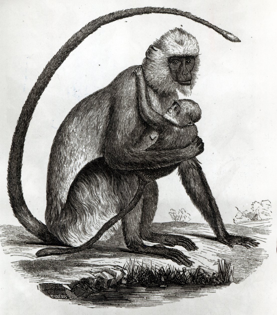 Brasilianischer Affe von French School