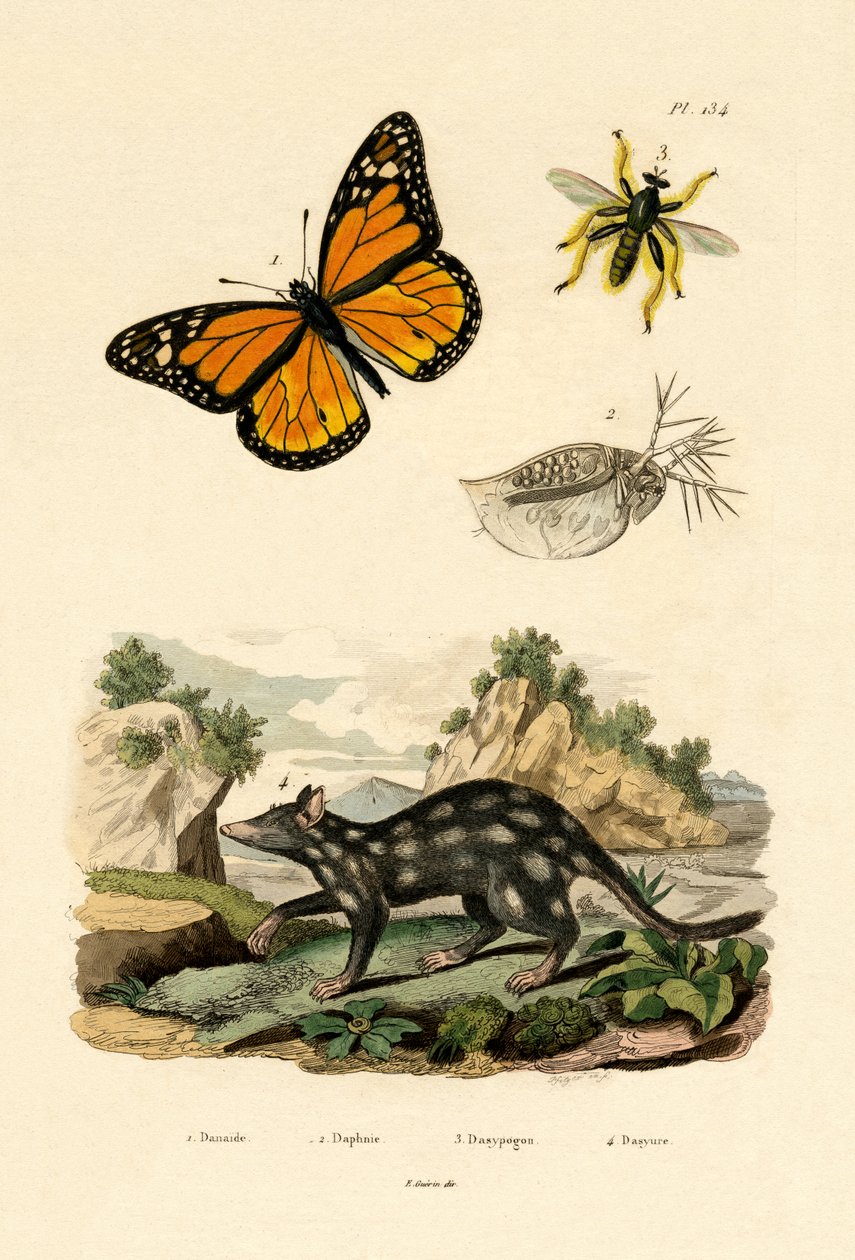 Schmetterling von French School