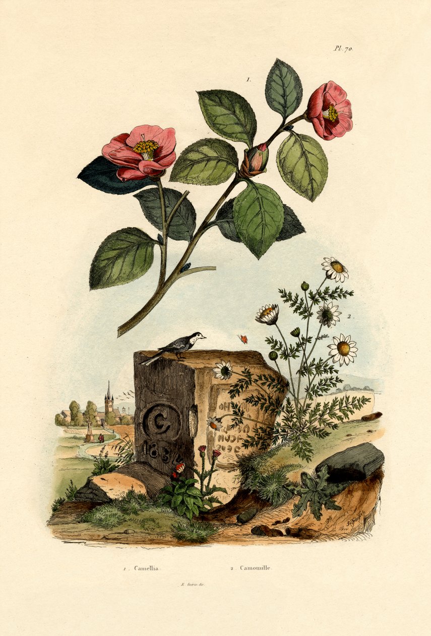 Kamelie von French School