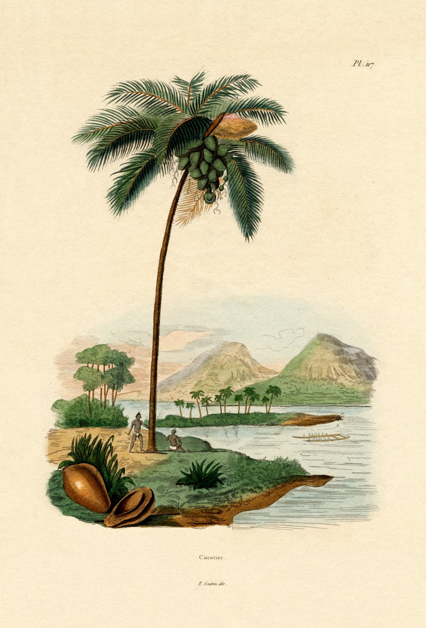 Kokospalme von French School