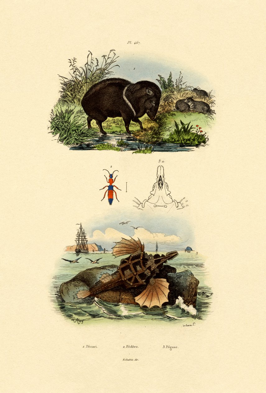 Nabelschwein von French School