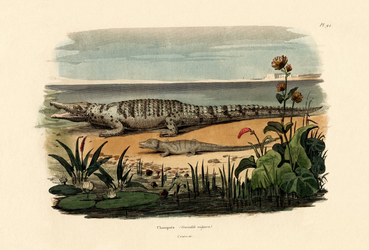 Krokodile von French School