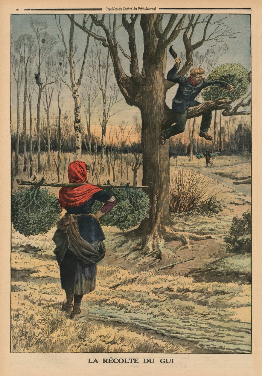 Mistel schneiden, Rückseitencover-Illustration aus 