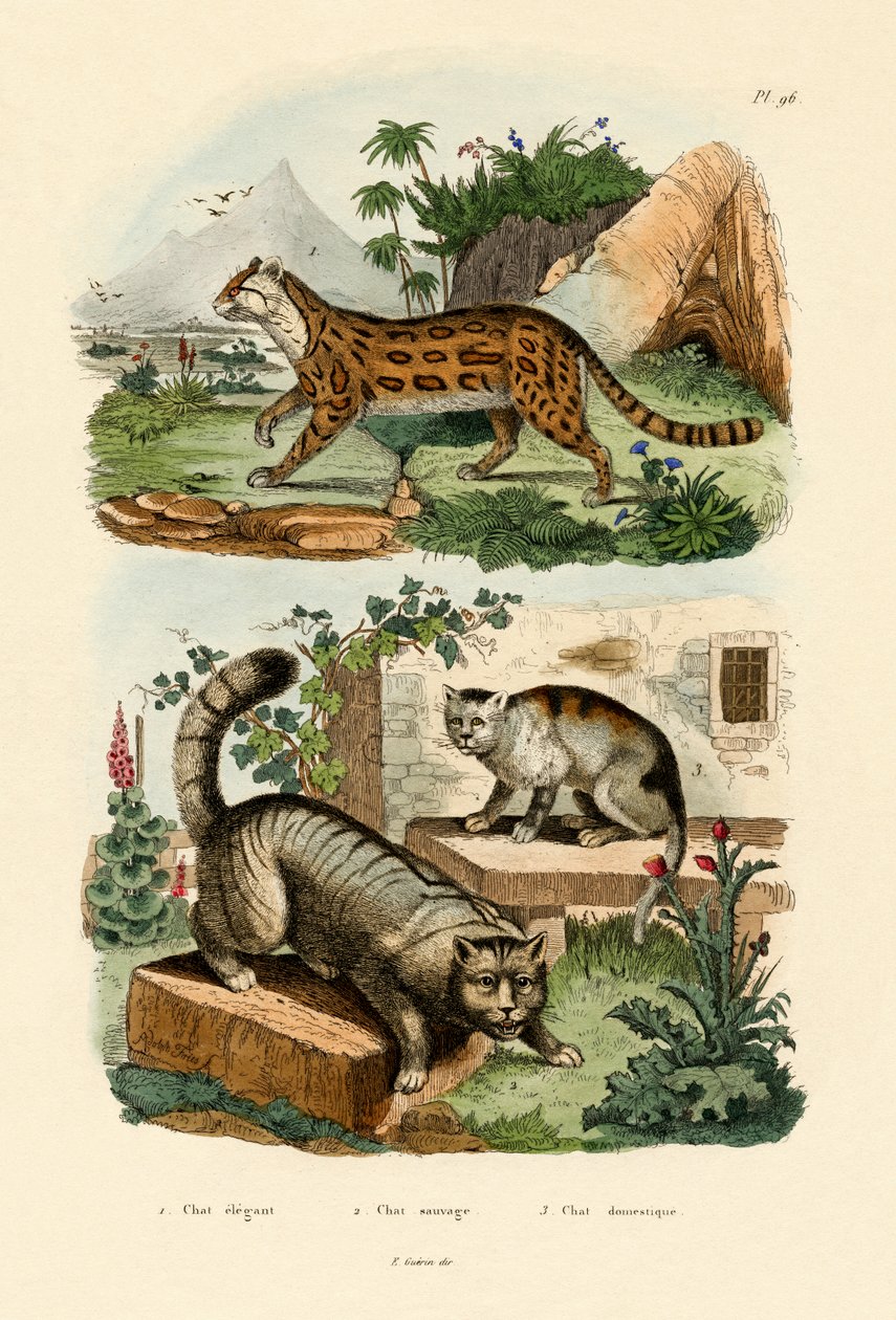 Hauskatze von French School