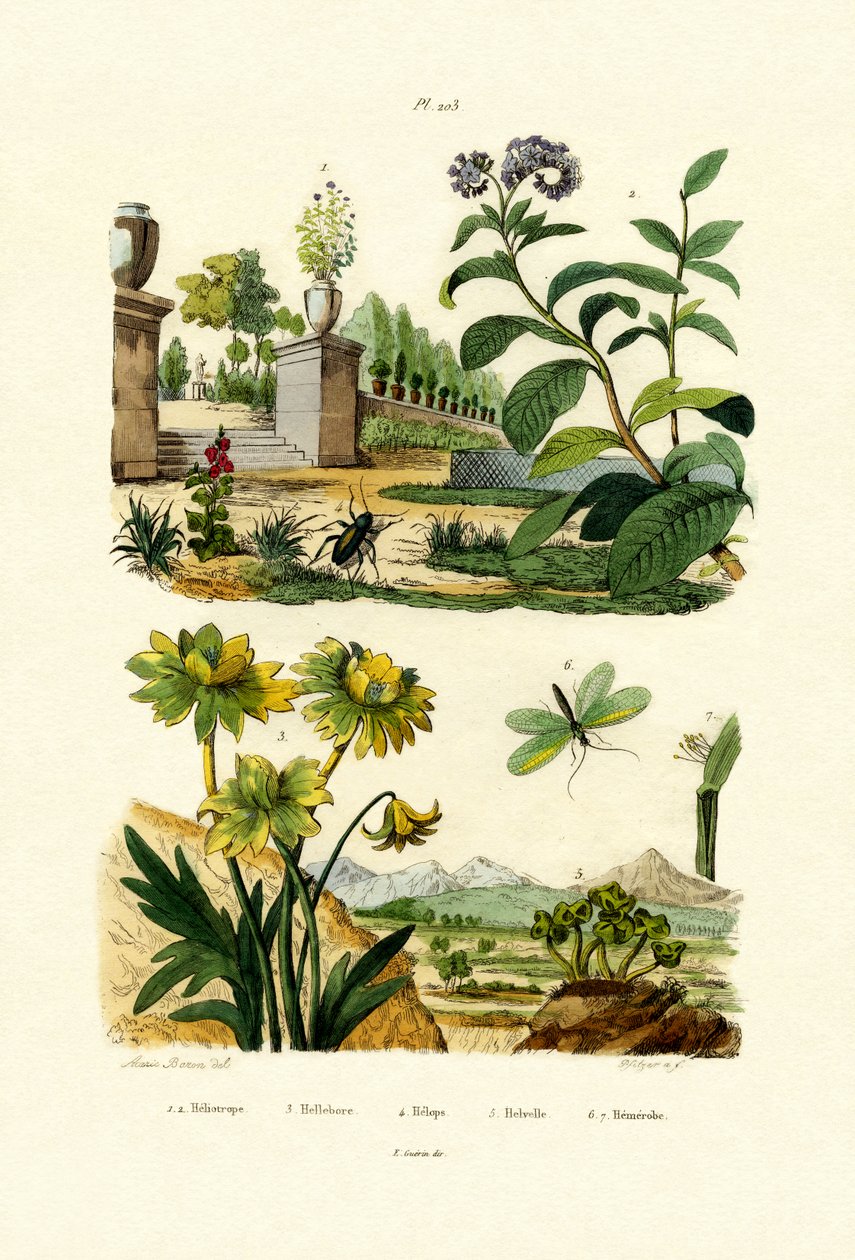Heliotrop von French School