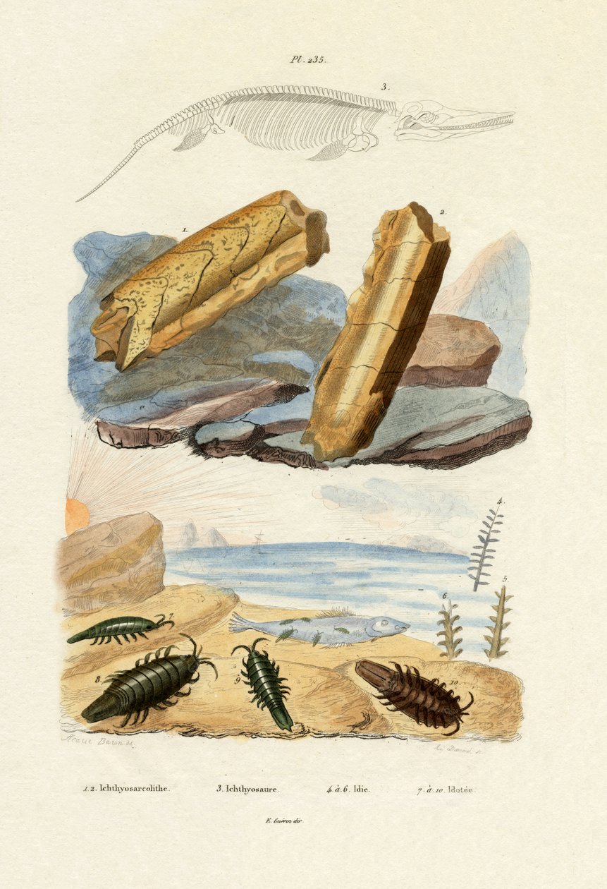 Ichthyosaurus von French School