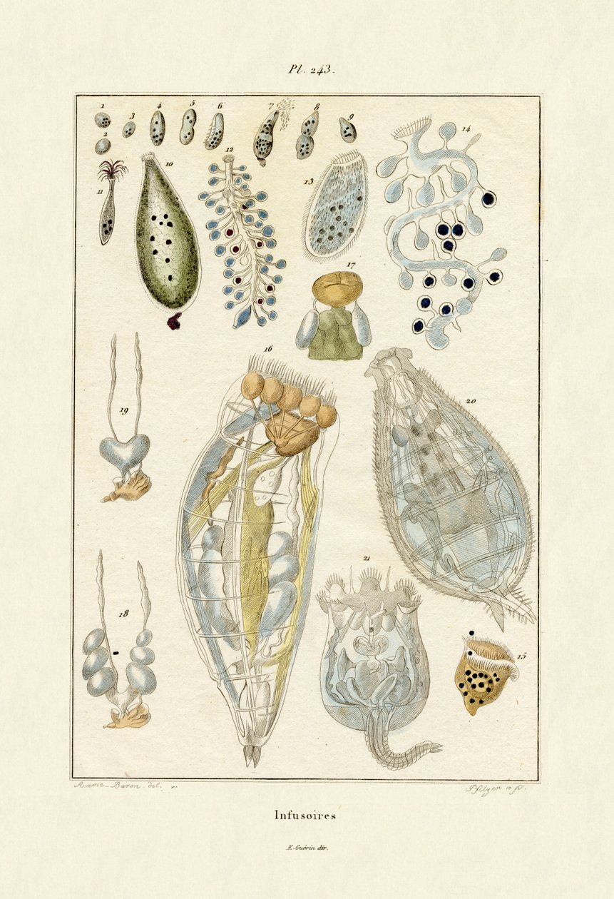 Infusorien von French School