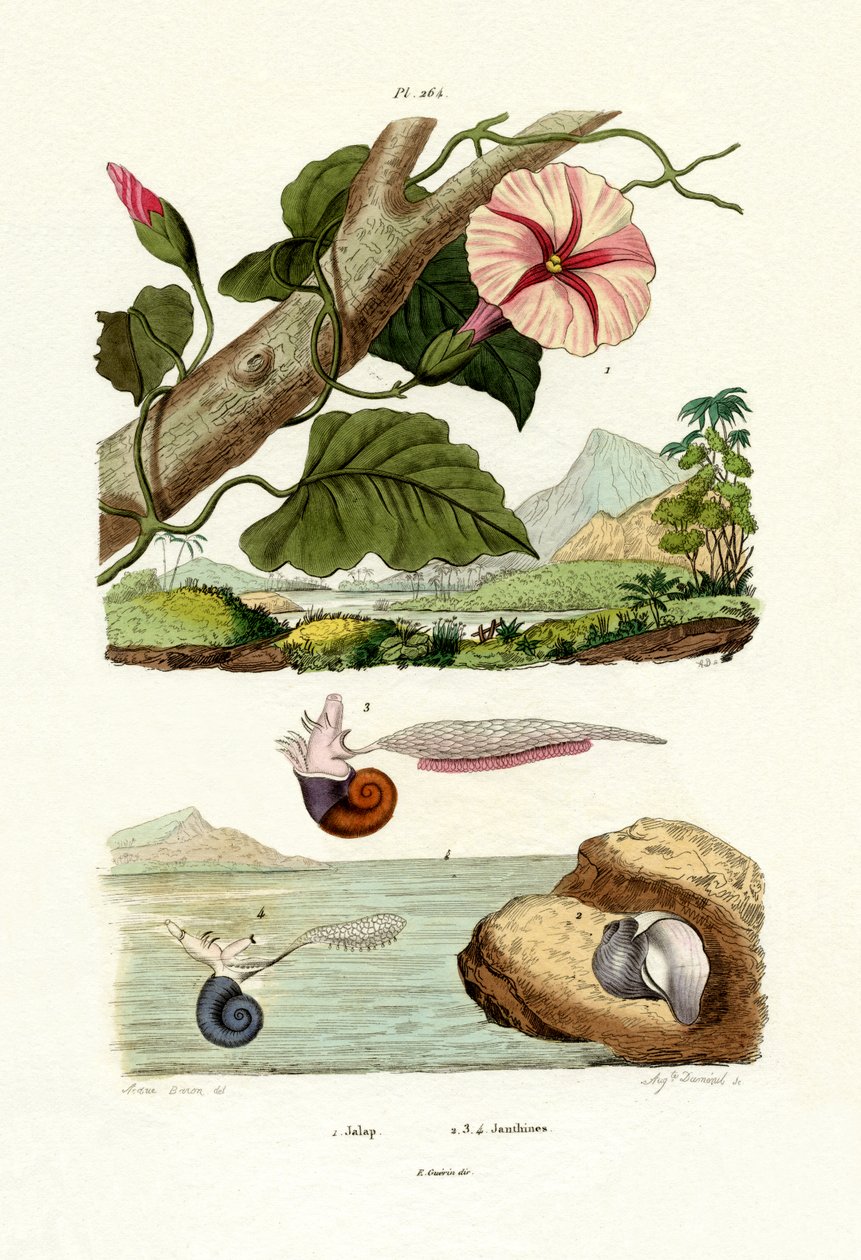 Jalape von French School