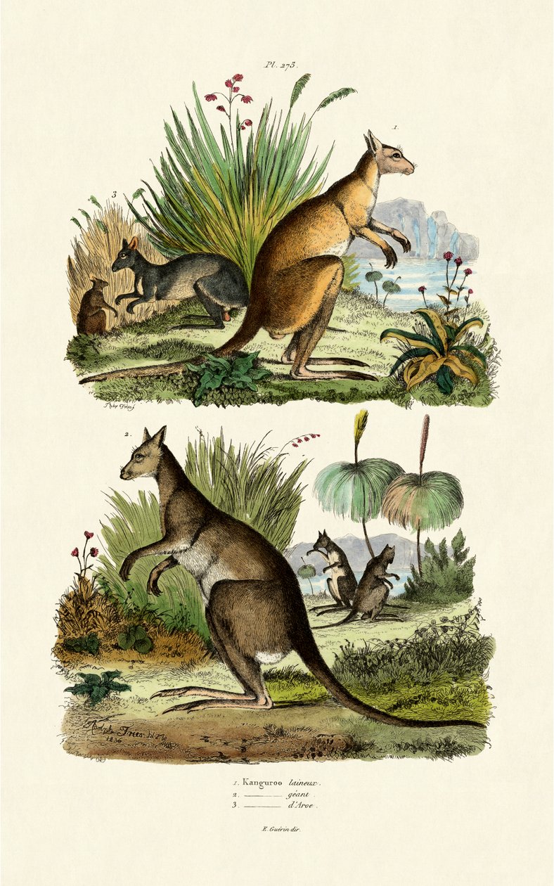 Kängurus von French School