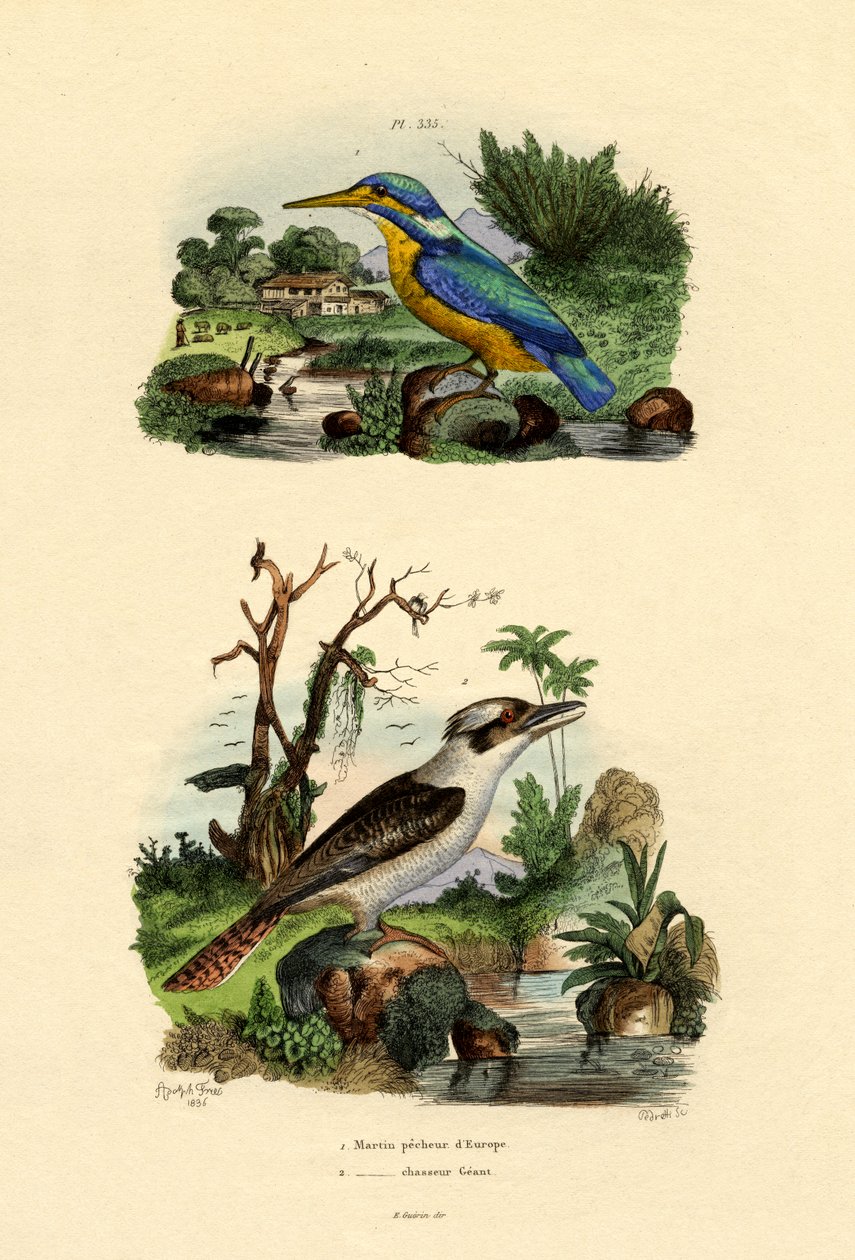 Eisvogel von French School