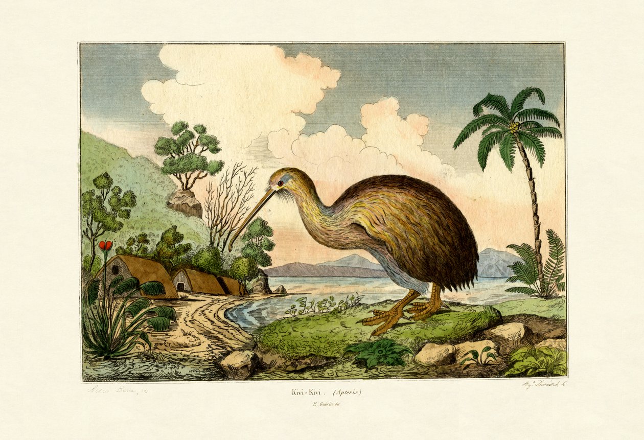 Kiwi von French School