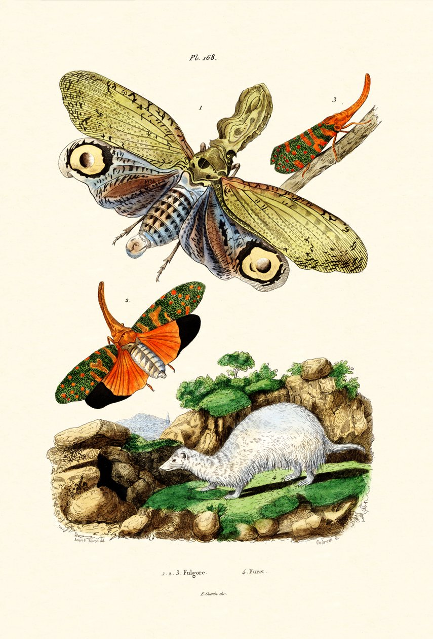 Laternenfliege von French School