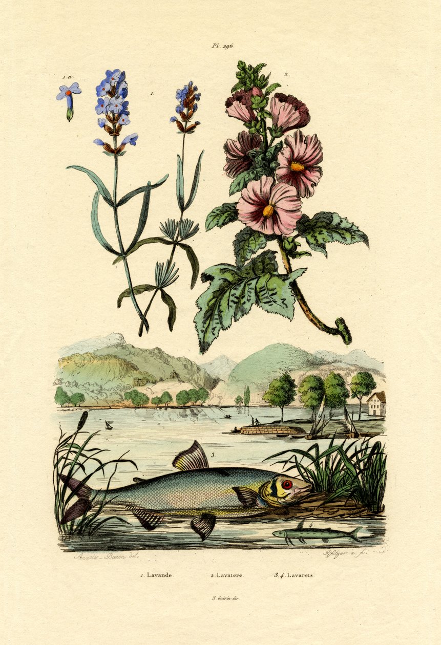 Lavendel von French School
