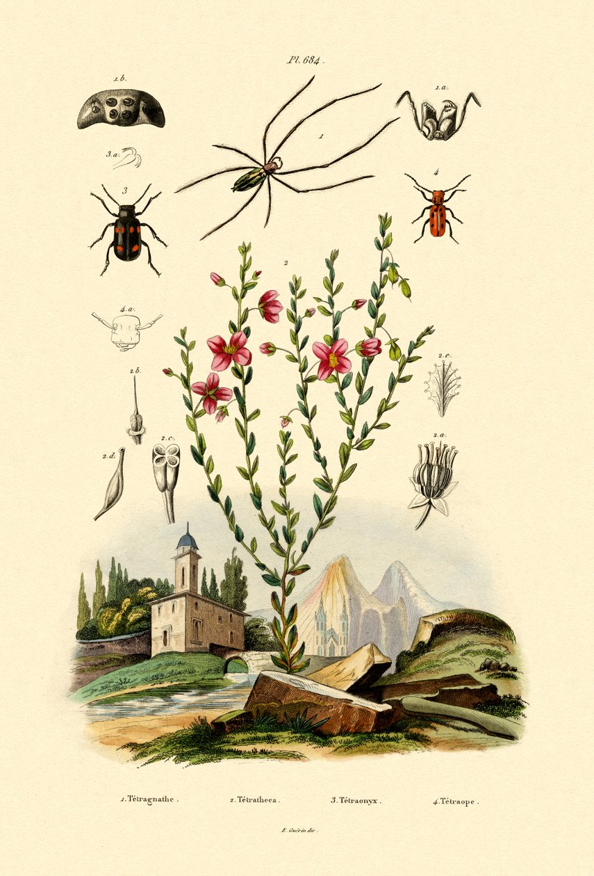 Langkieferspinne von French School
