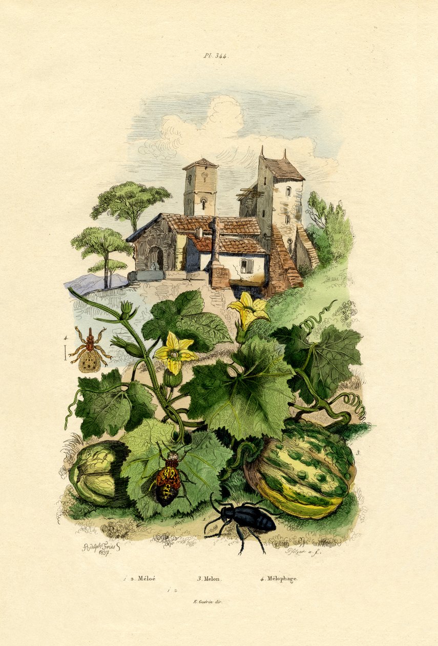 Melone von French School