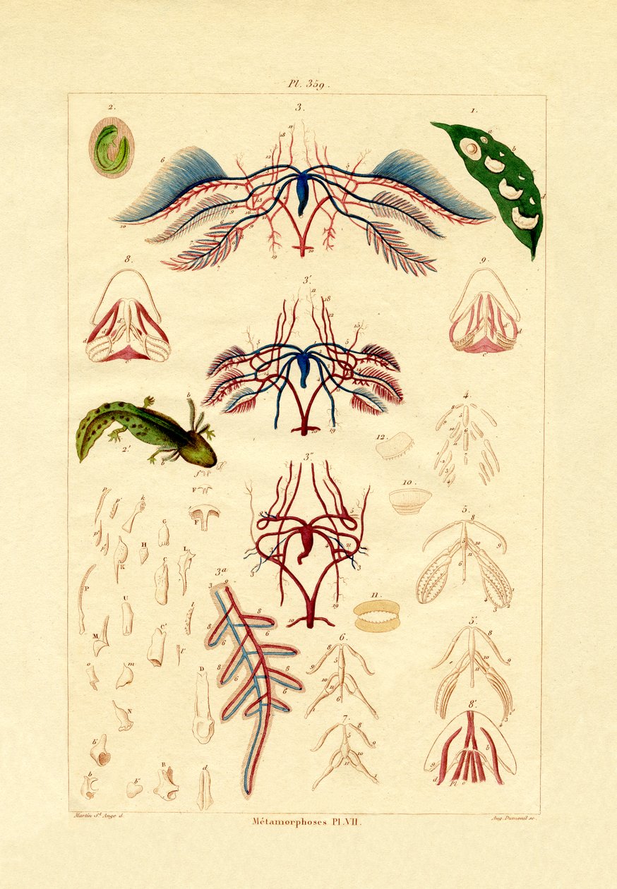 Metamorphose von French School