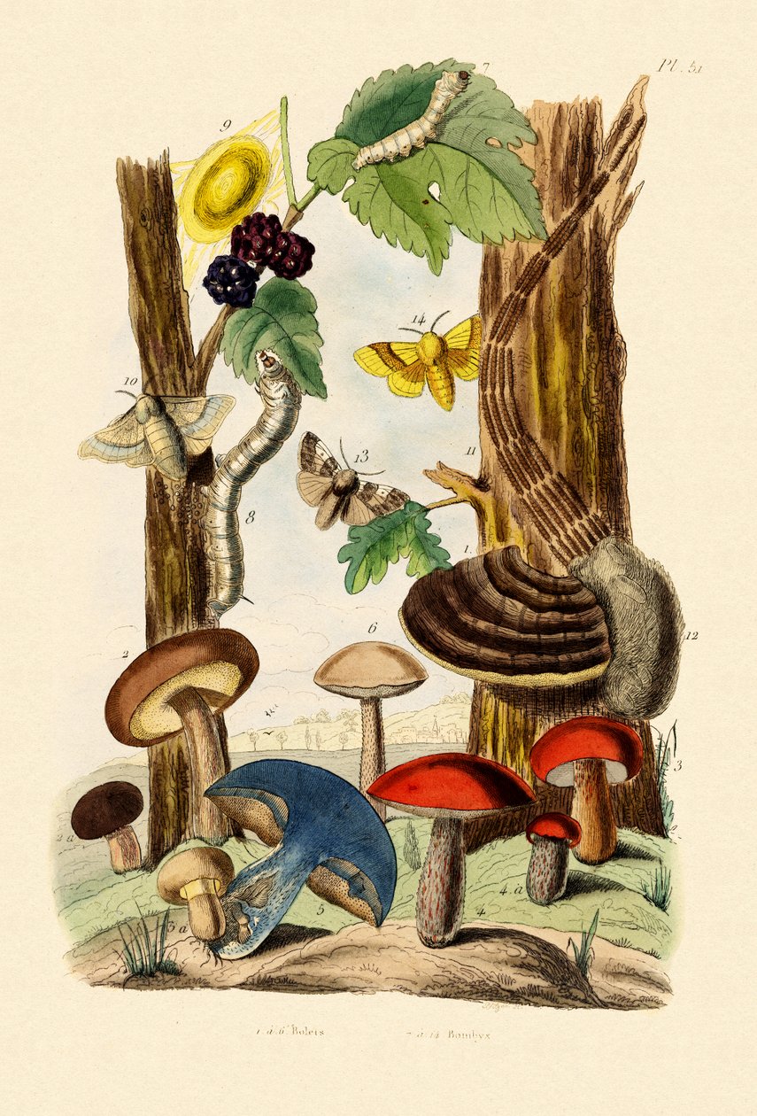 Pilze von French School