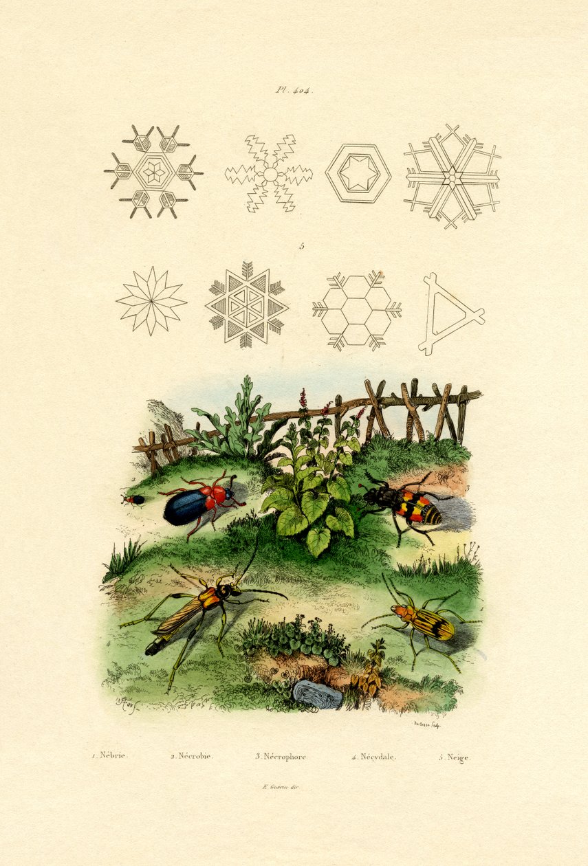 Nebria-Käfer von French School