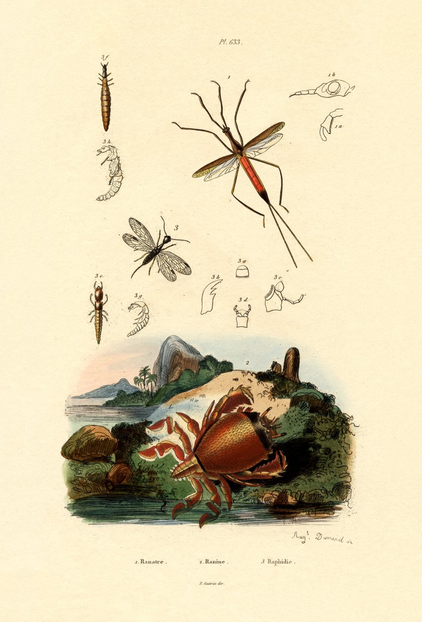 Nadelkäfer von French School