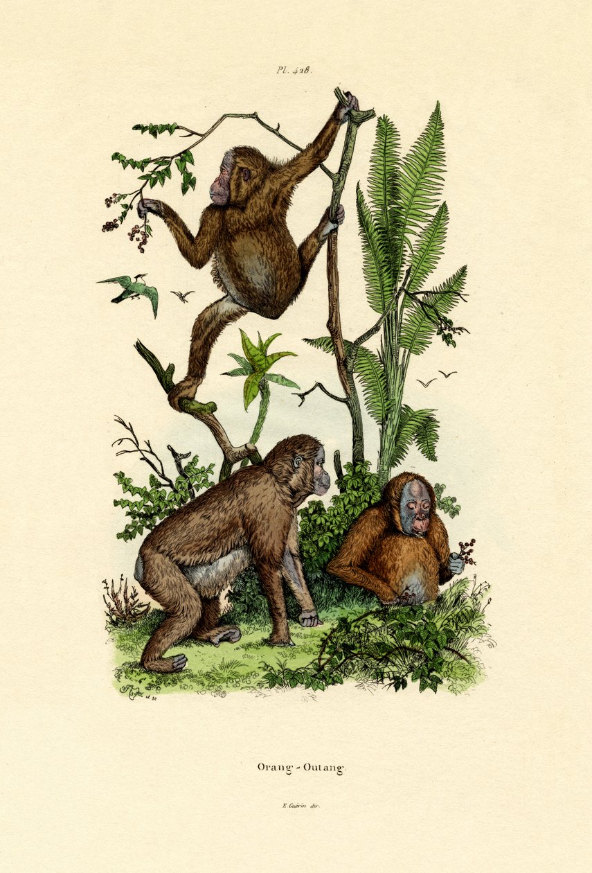 Orang-Utan von French School