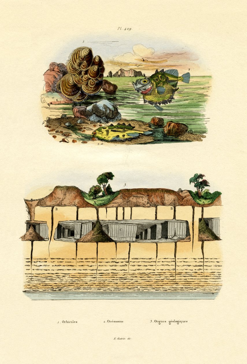 Orbicula-Muschel von French School