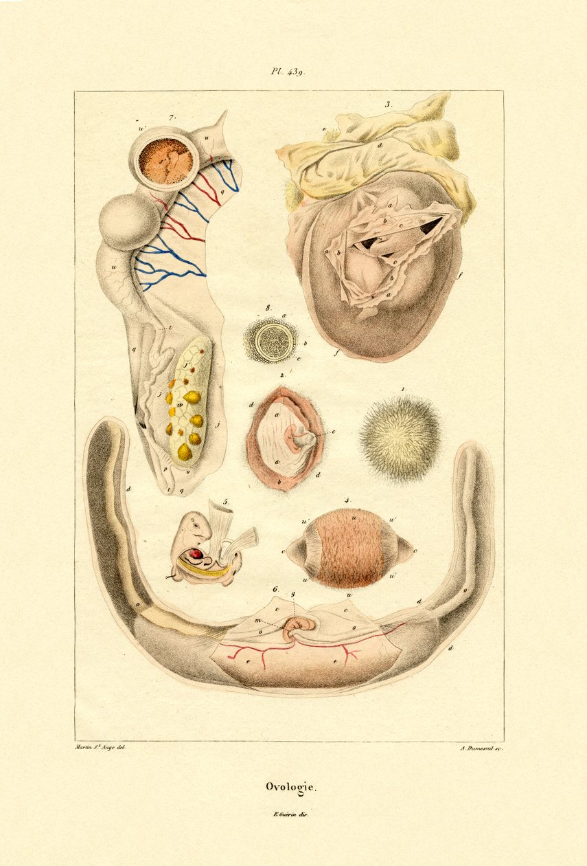 Ovologie von French School
