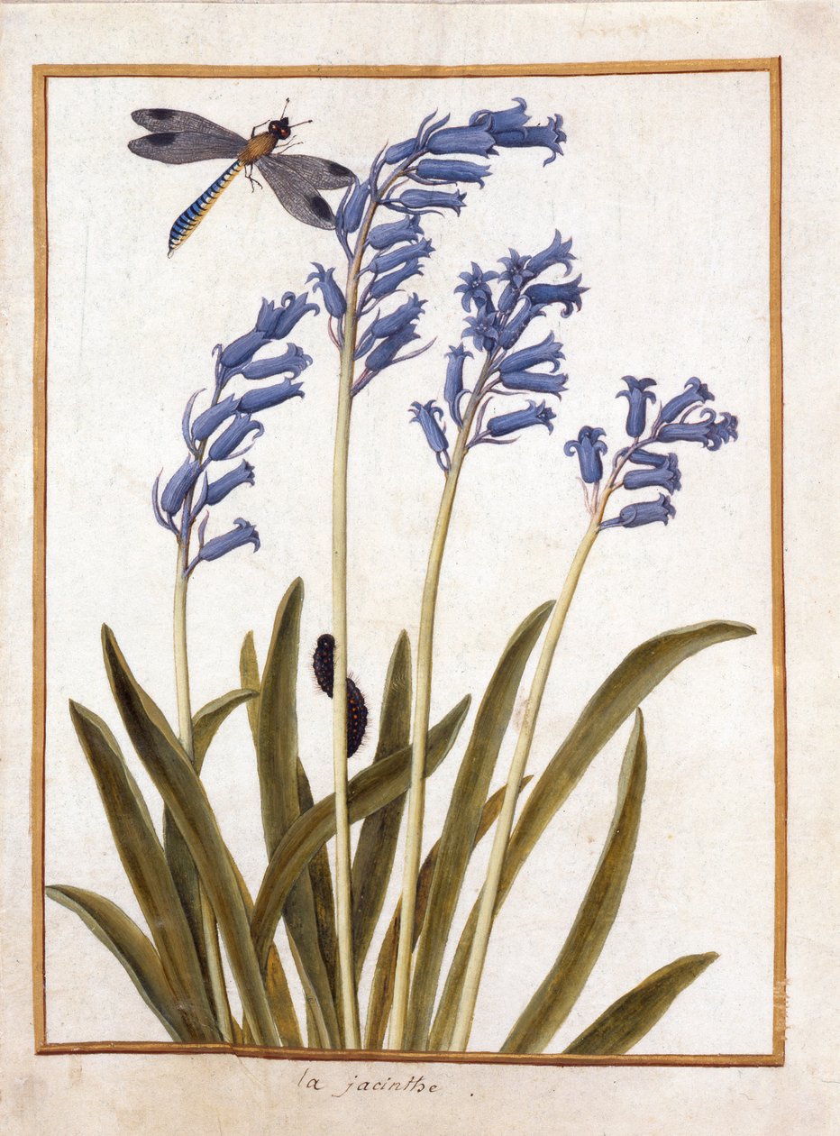 Blaue Glockenblume und eine Libelle, ca. 1750 von French School