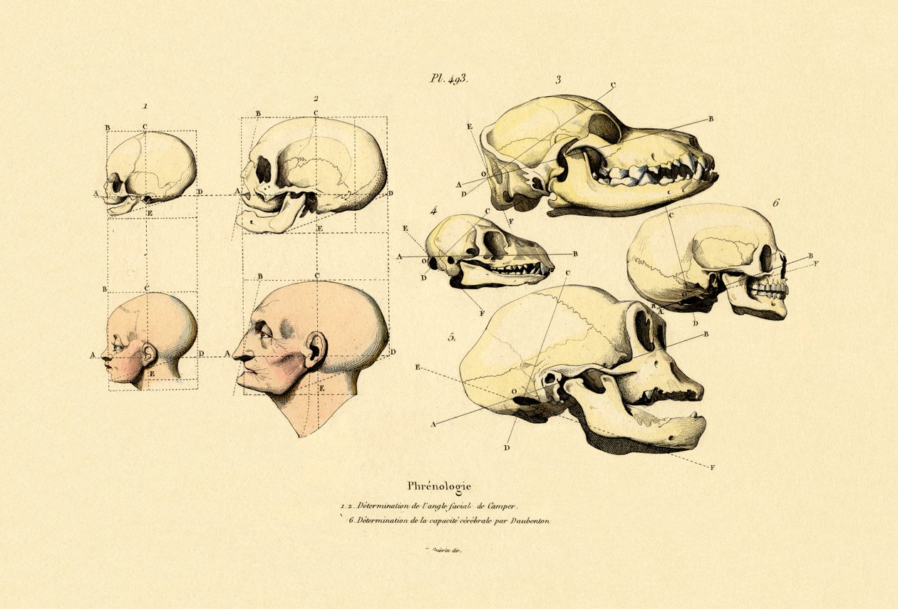 Phrenologie von French School