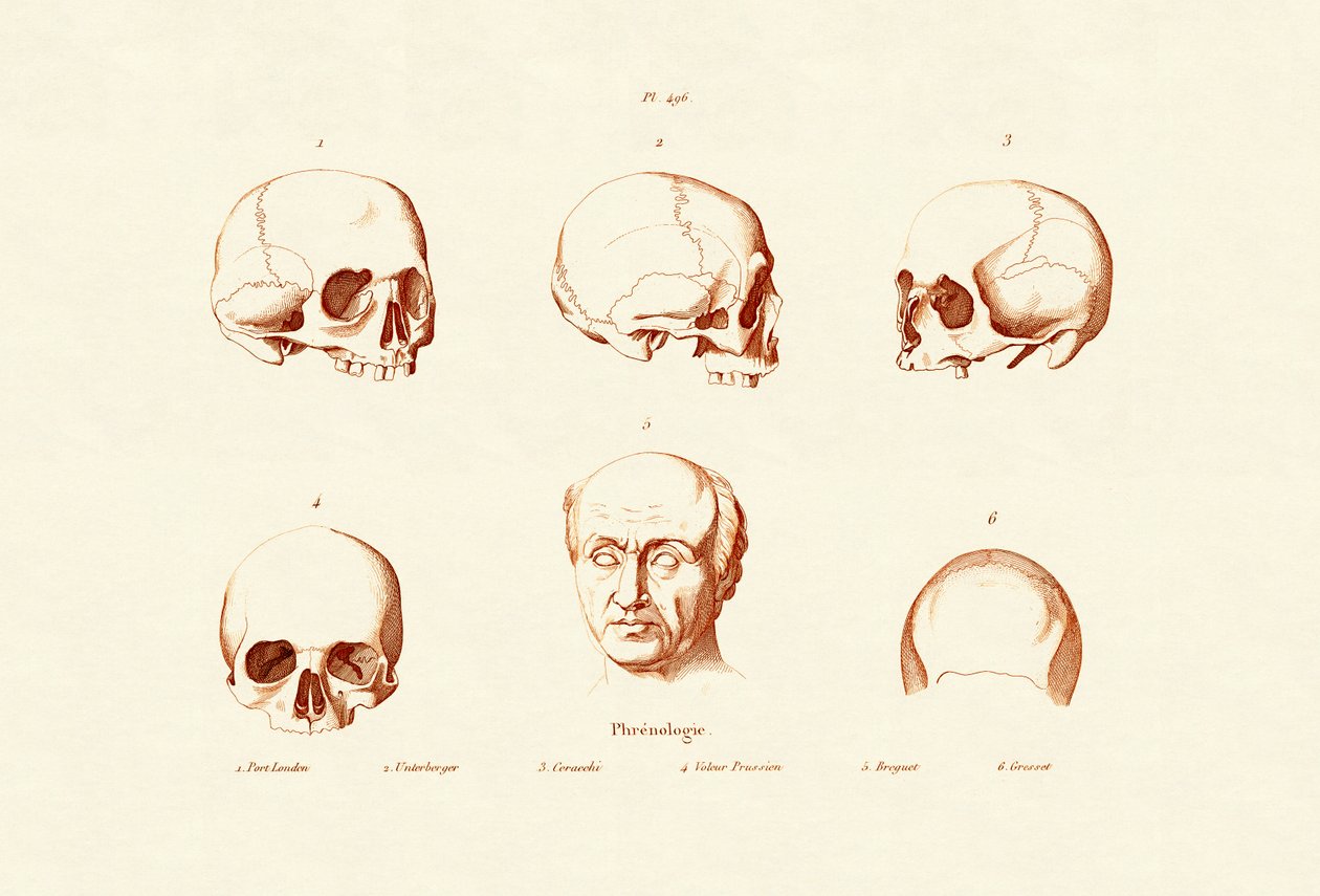 Phrenologie von French School