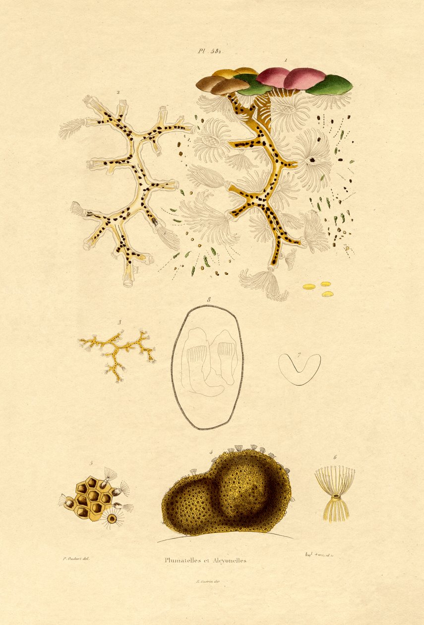 Polyp von French School