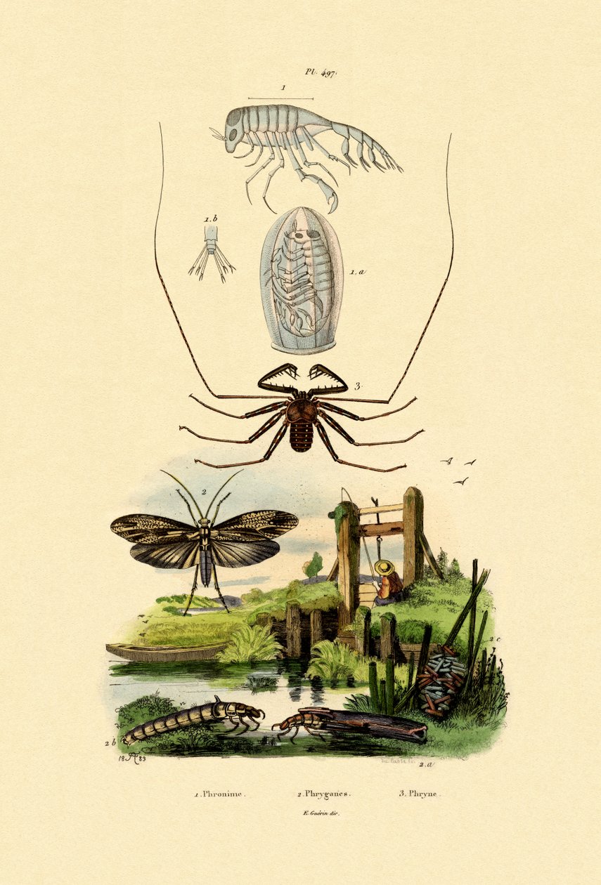 Pram-Bug-Amphipode von French School