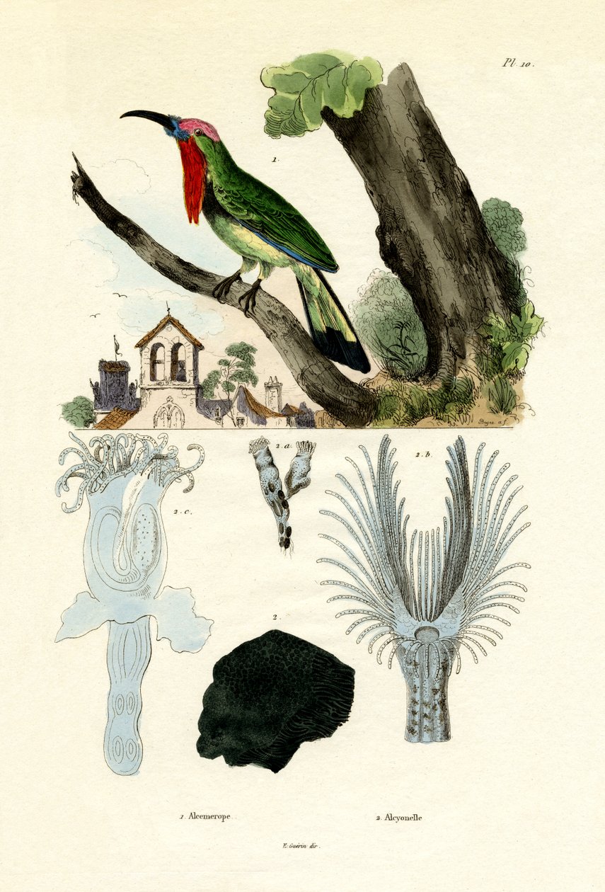Rotbärtiger Bartvogel von French School