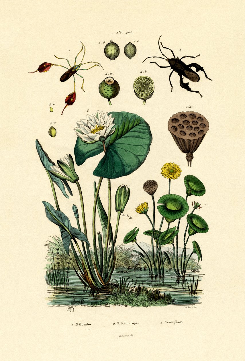 Heiliger Lotus von French School