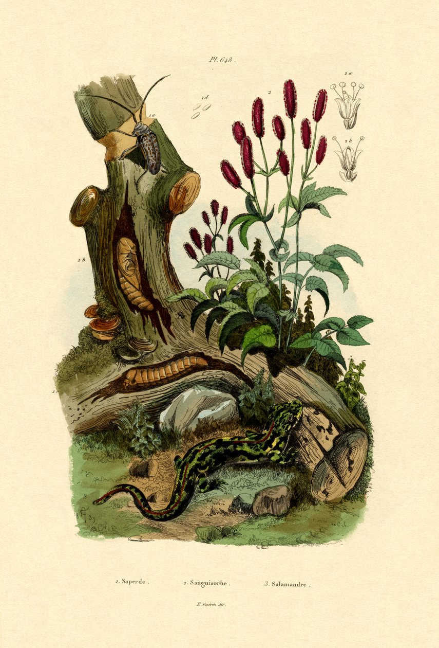 Salamander von French School