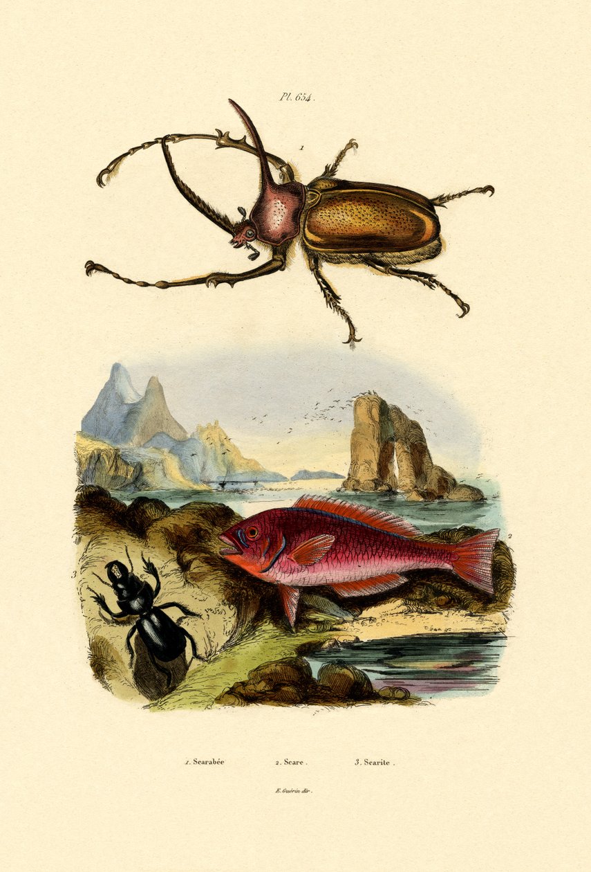 Skarabäus von French School