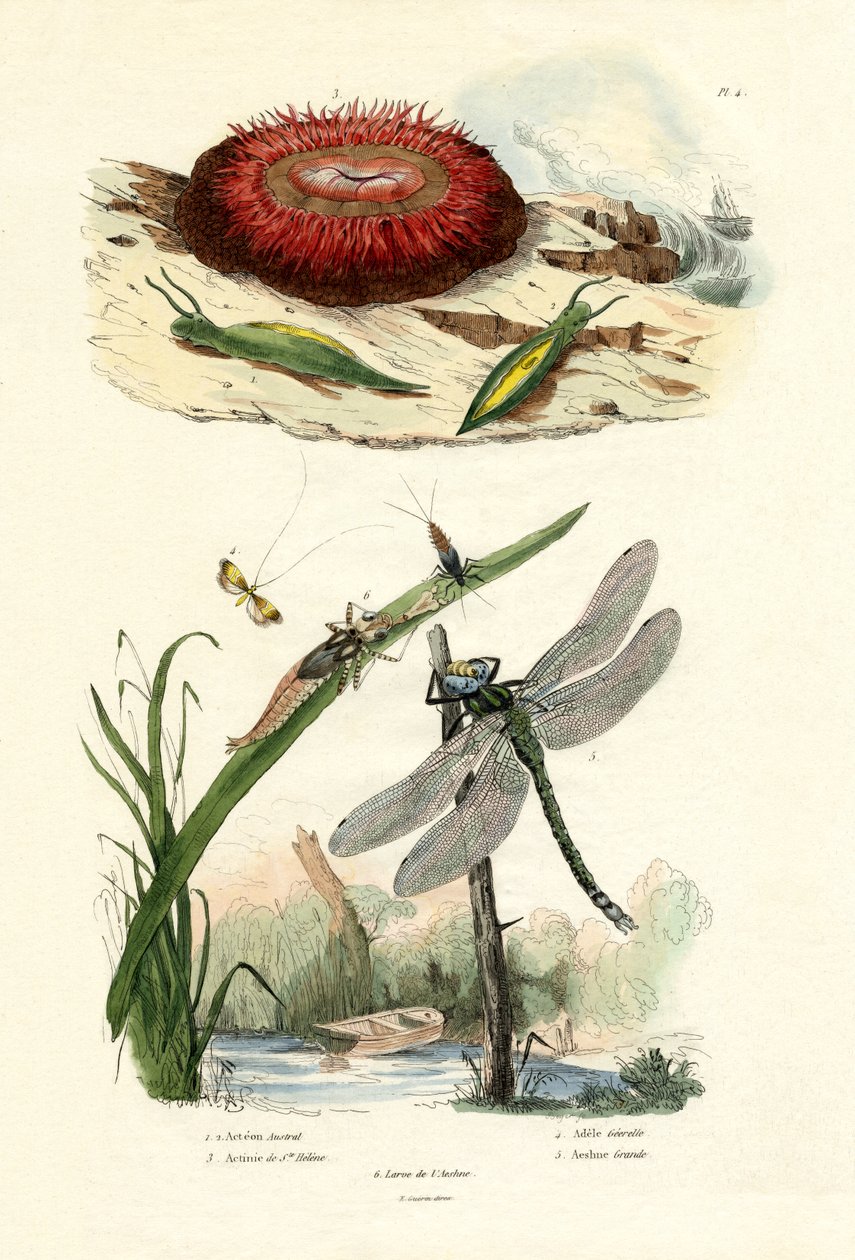 Seeschnecke von French School
