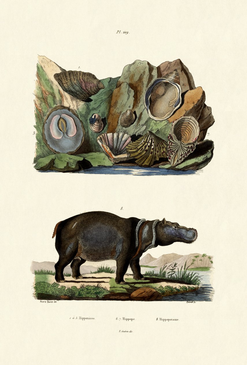Muscheln von French School