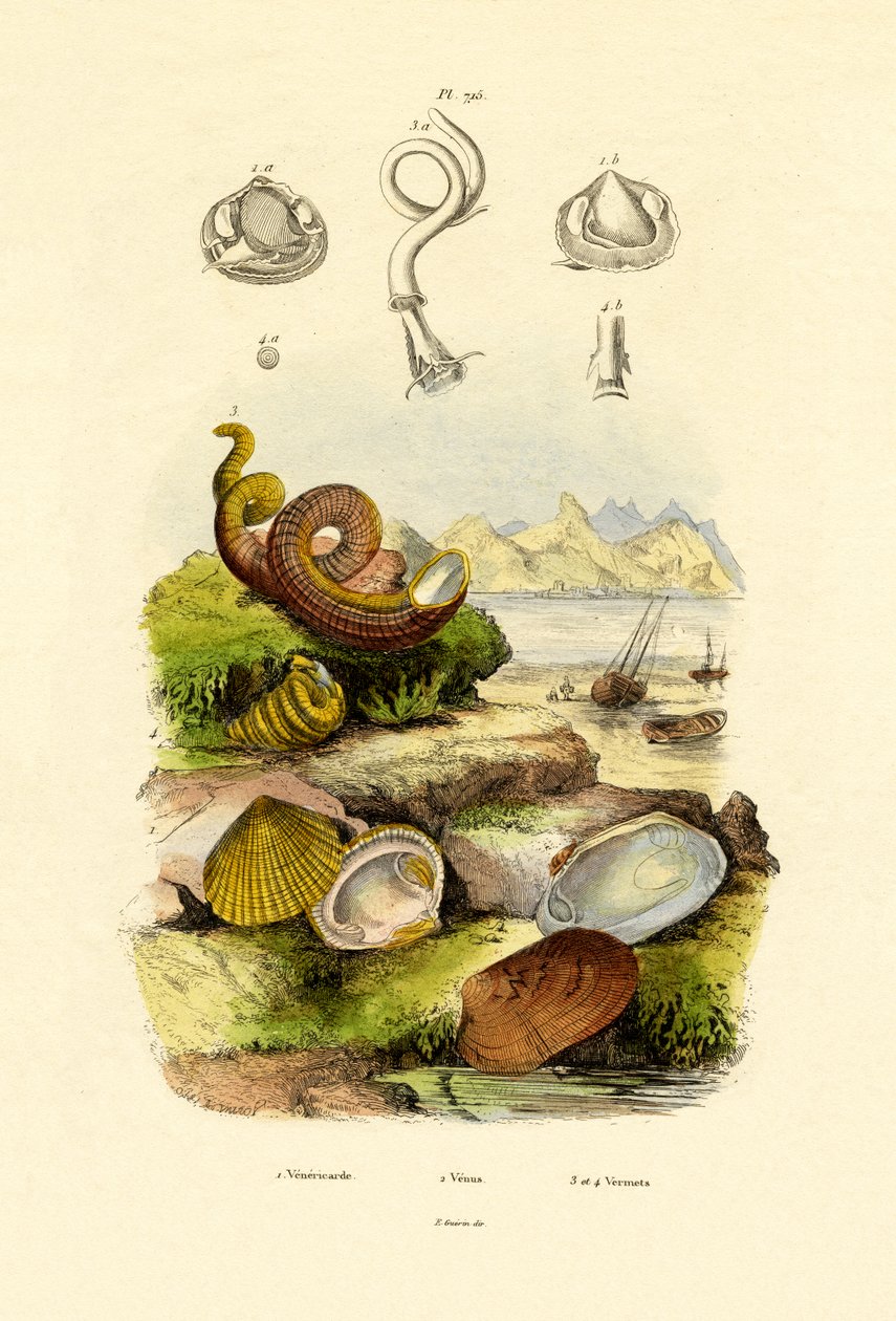 Muscheln von French School