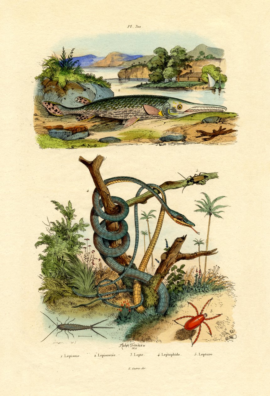 Silberfisch von French School