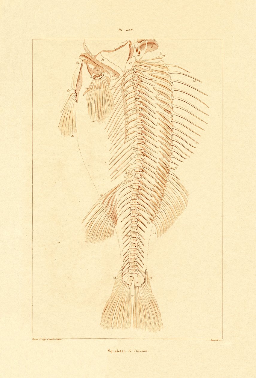 Skelett von French School