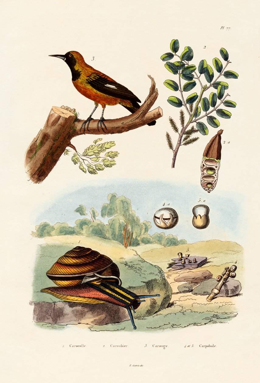 Schnecke von French School