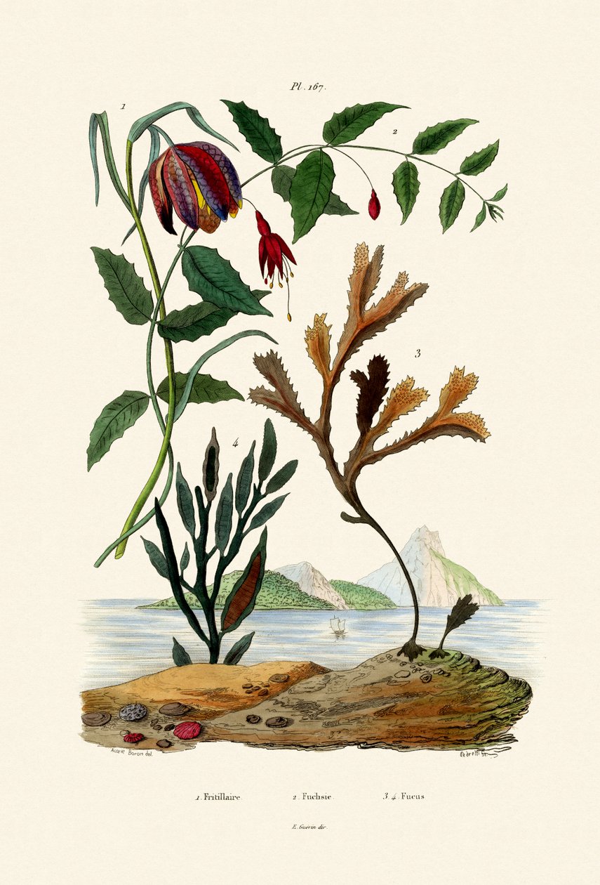 Schachbrettblume von French School