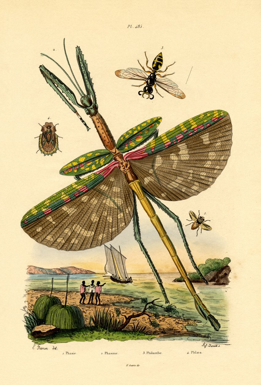 Tachinidenfliege von French School
